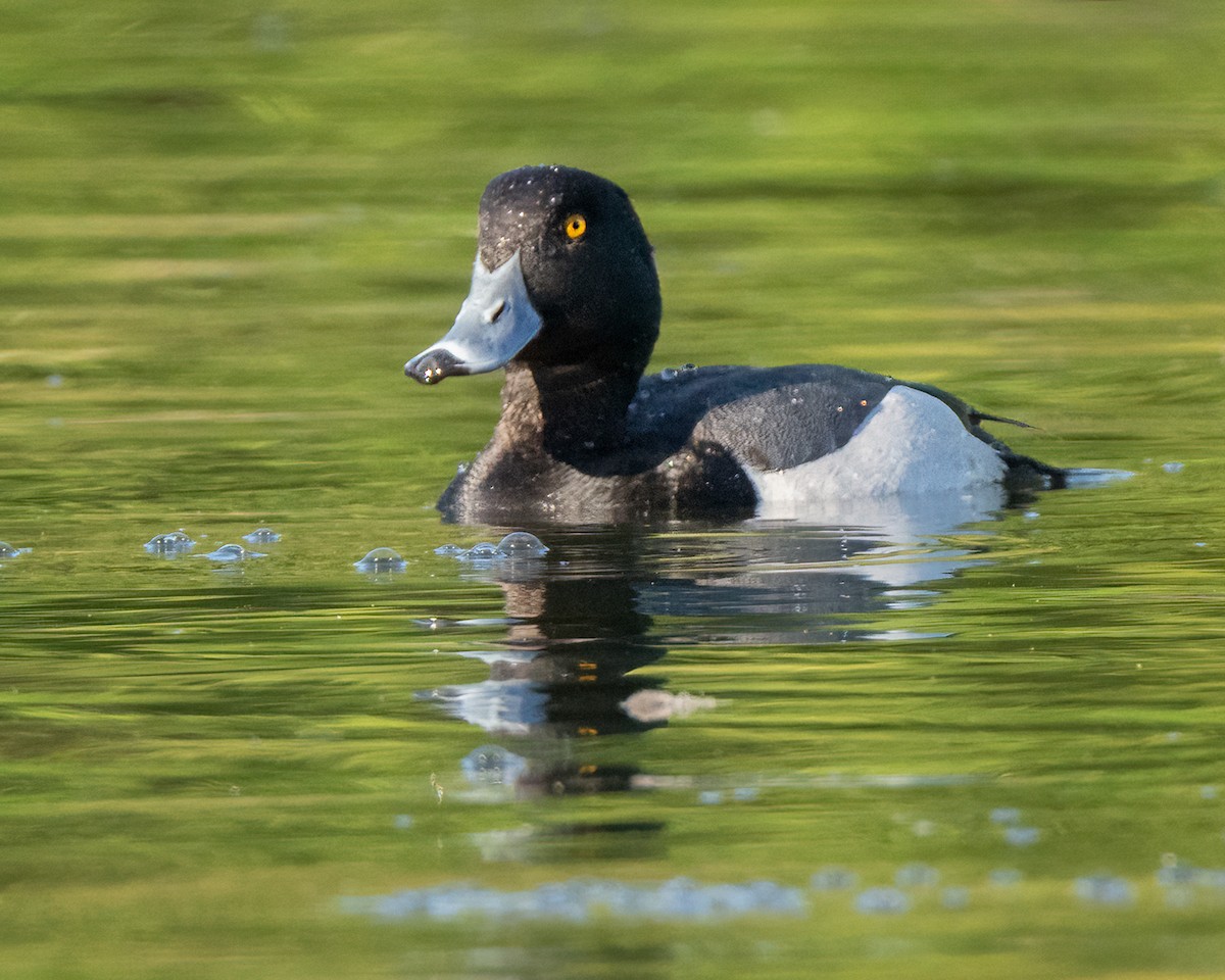 Ring-necked Duck x scaup sp. (hybrid) - ML616011491