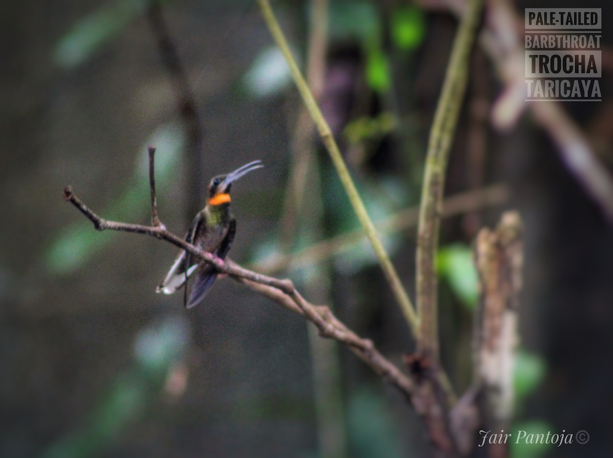 Бородатый колибри-отшельник - ML616011503