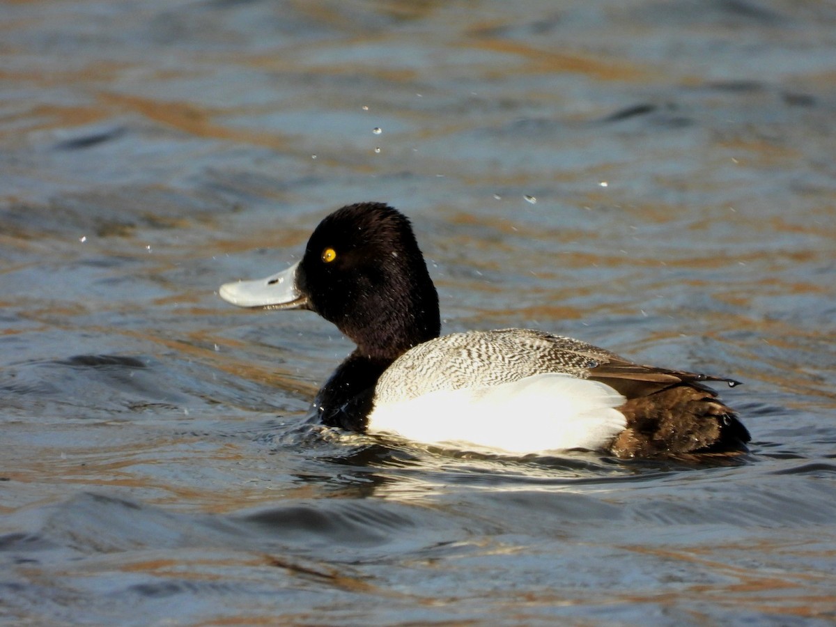 Lesser Scaup - ML616011532