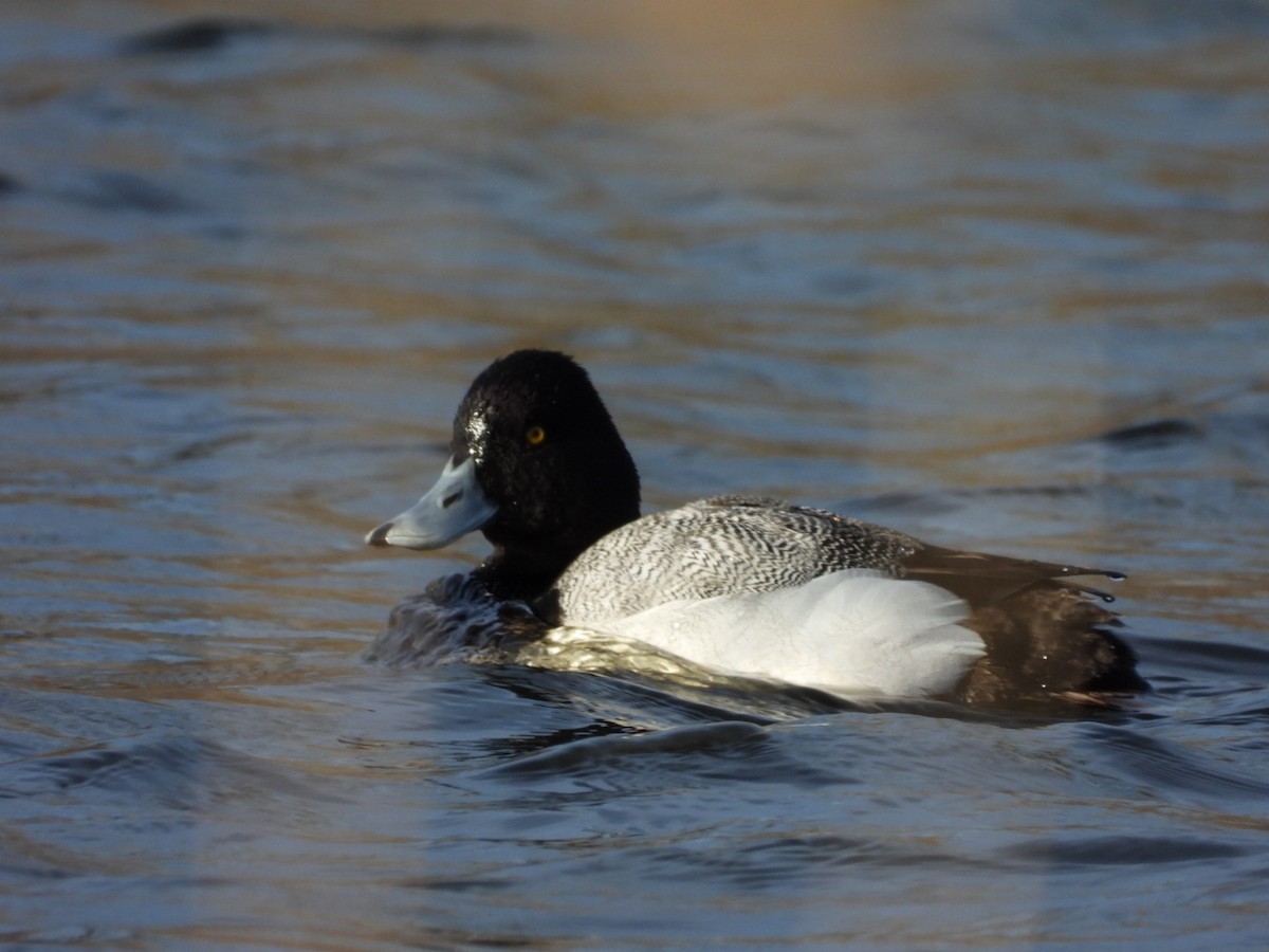 Lesser Scaup - ML616011535