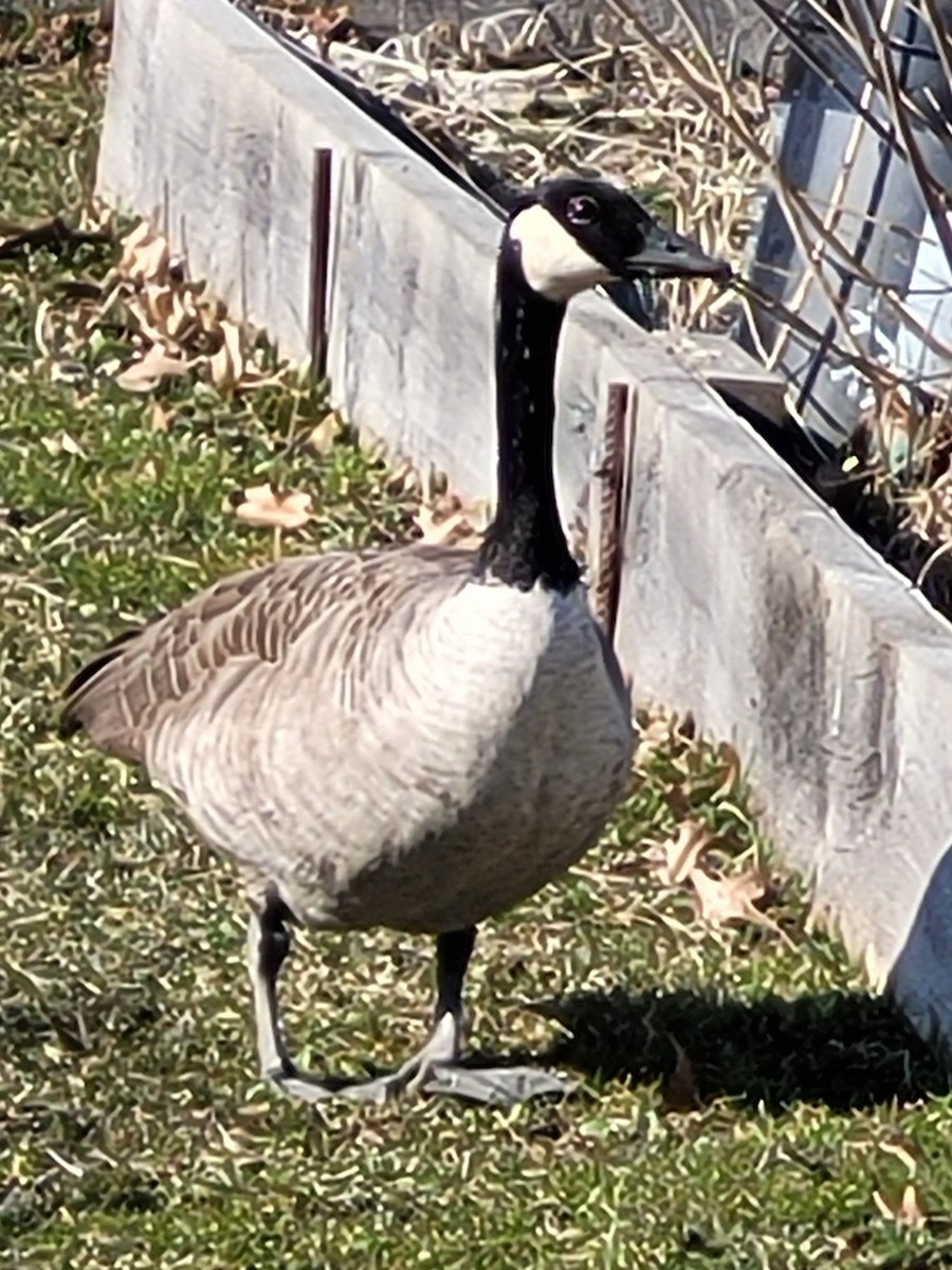 Canada Goose - ML616011550