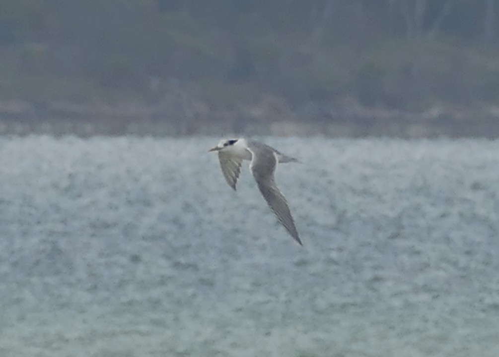 Great Crested Tern - ML616011553