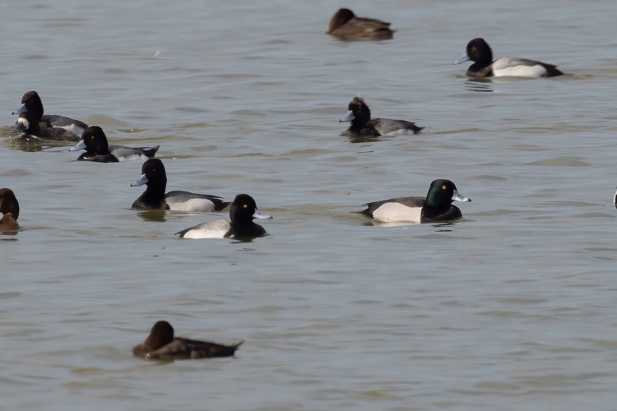 Ring-necked Duck x Greater Scaup (hybrid) - ML616011594