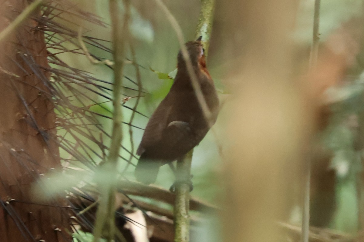 Song Wren - Robert Martin