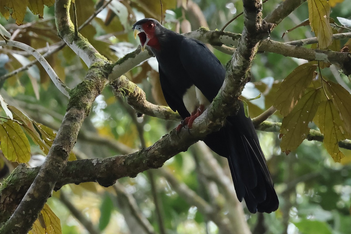 Red-throated Caracara - Robert Martin