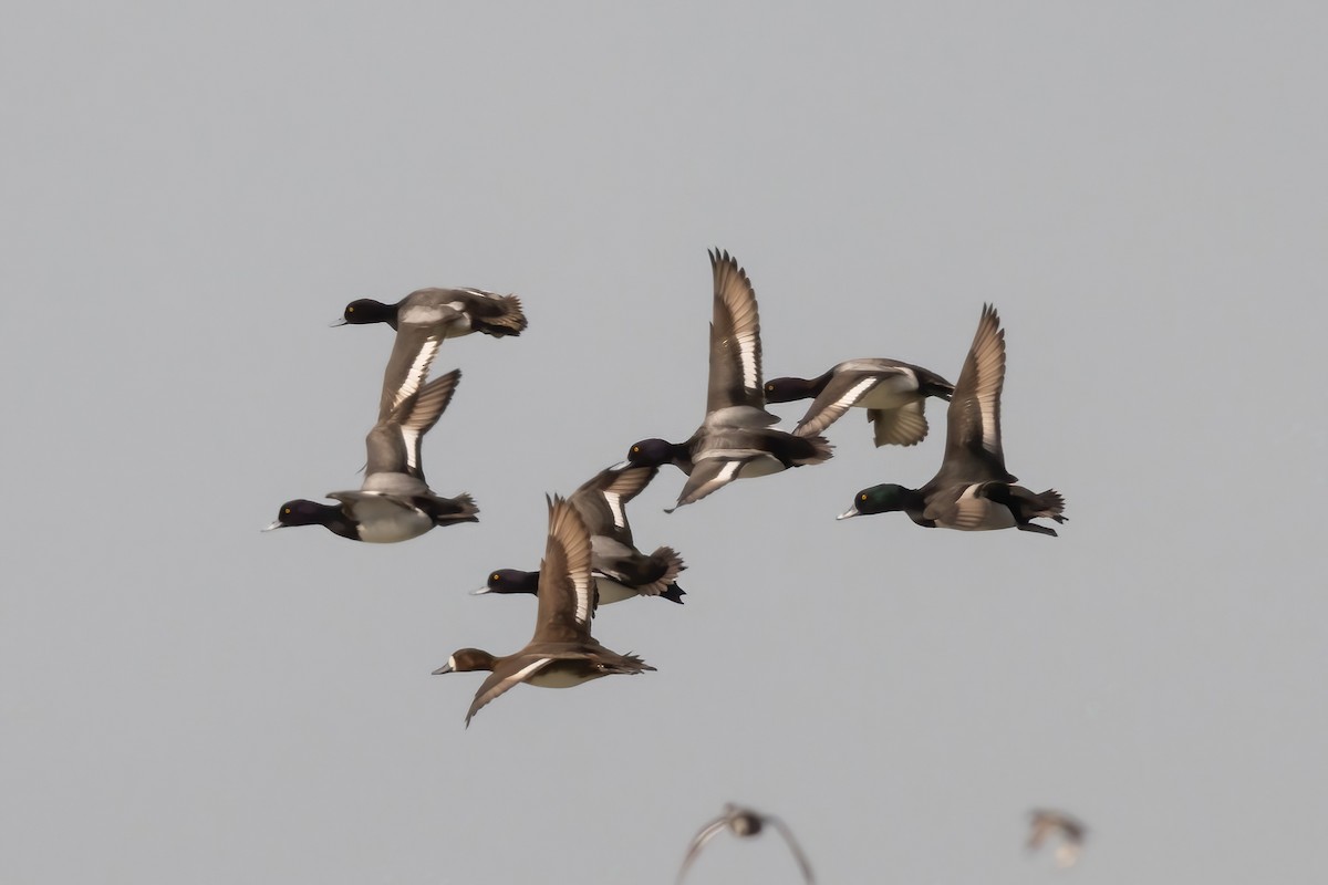 Ring-necked Duck x Greater Scaup (hybrid) - ML616011661