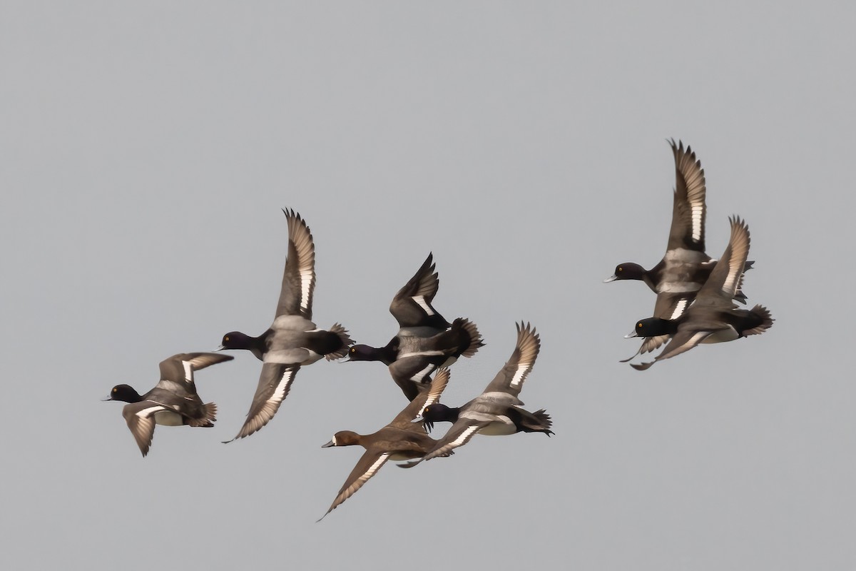 Ring-necked Duck x Greater Scaup (hybrid) - ML616011666