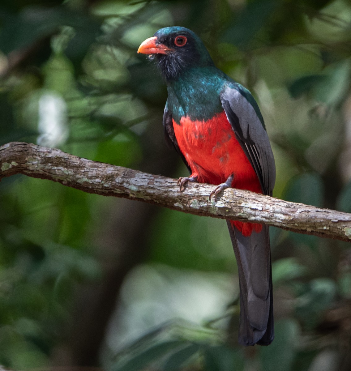 Slaty-tailed Trogon - Kermit  Nourse