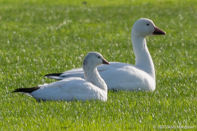 Ross's Goose - ML616011677
