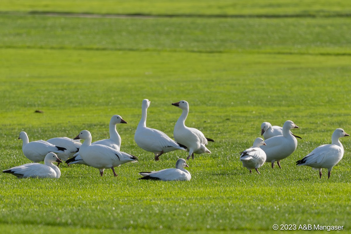 Ross's Goose - ML616011678