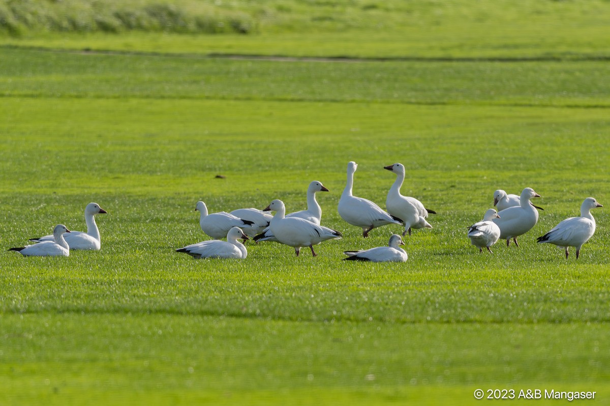 Ross's Goose - ML616011679