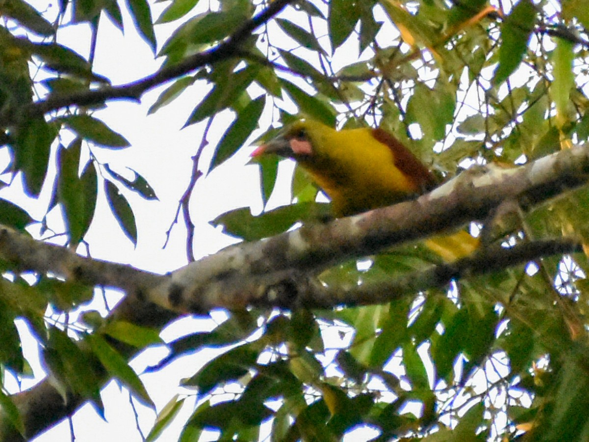 Olive Oropendola - Eric Konkol