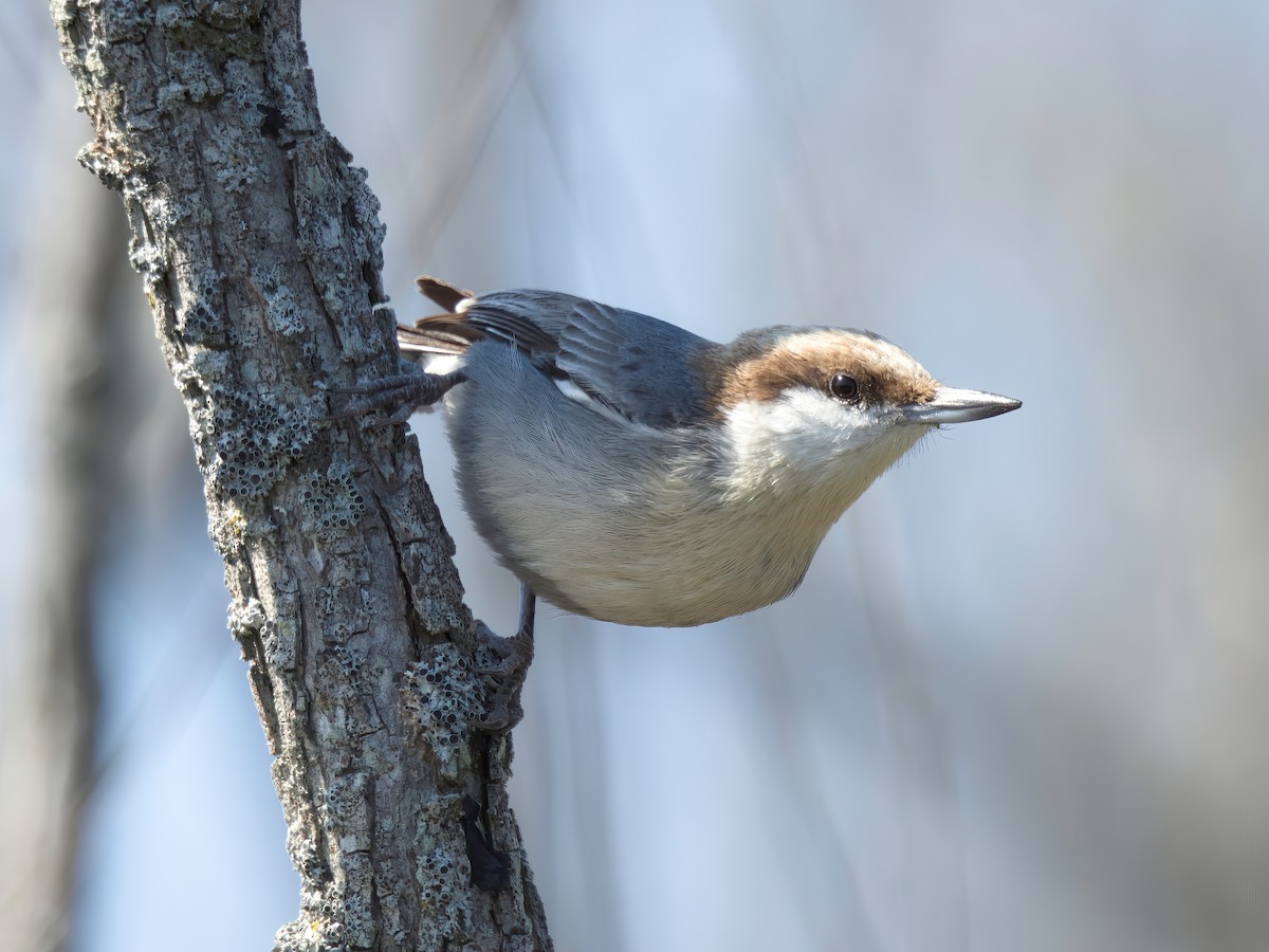 Brown-headed Nuthatch - ML616011710