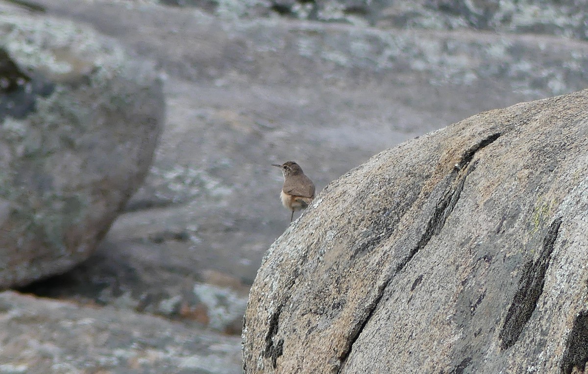 Rock Wren - ML616011718