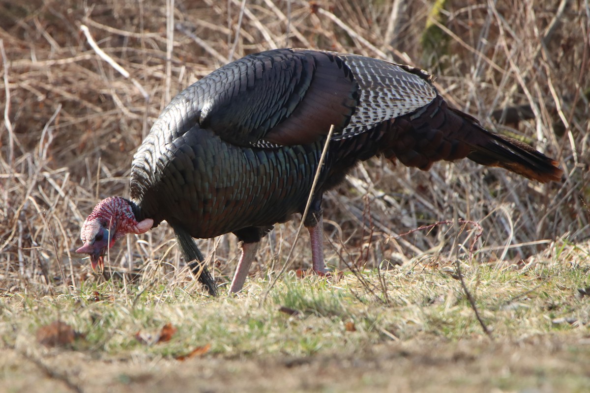 Wild Turkey - Sandy C