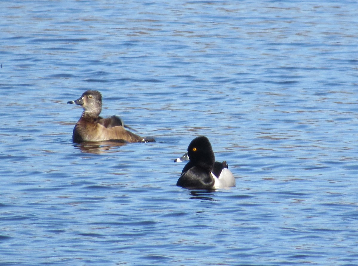 Ring-necked Duck - James Van Gelder