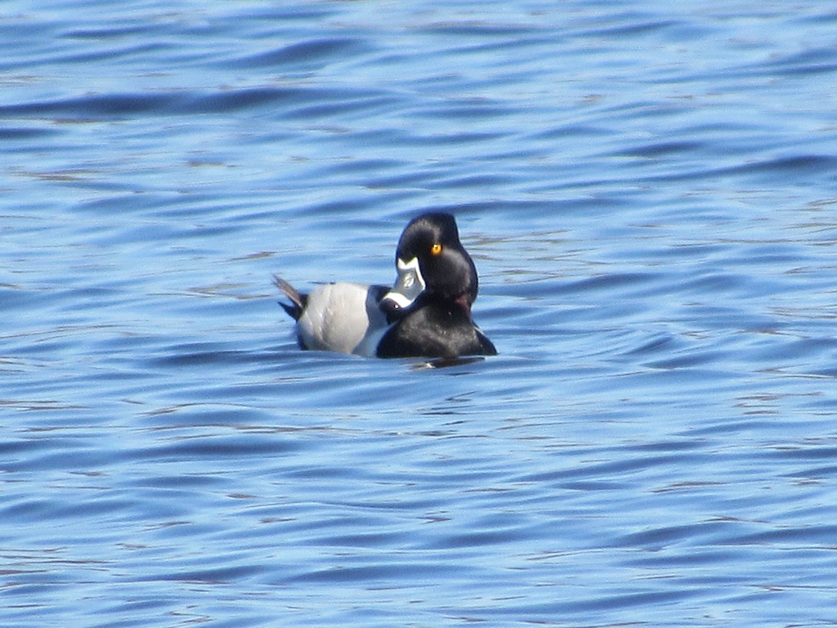 Ring-necked Duck - James Van Gelder