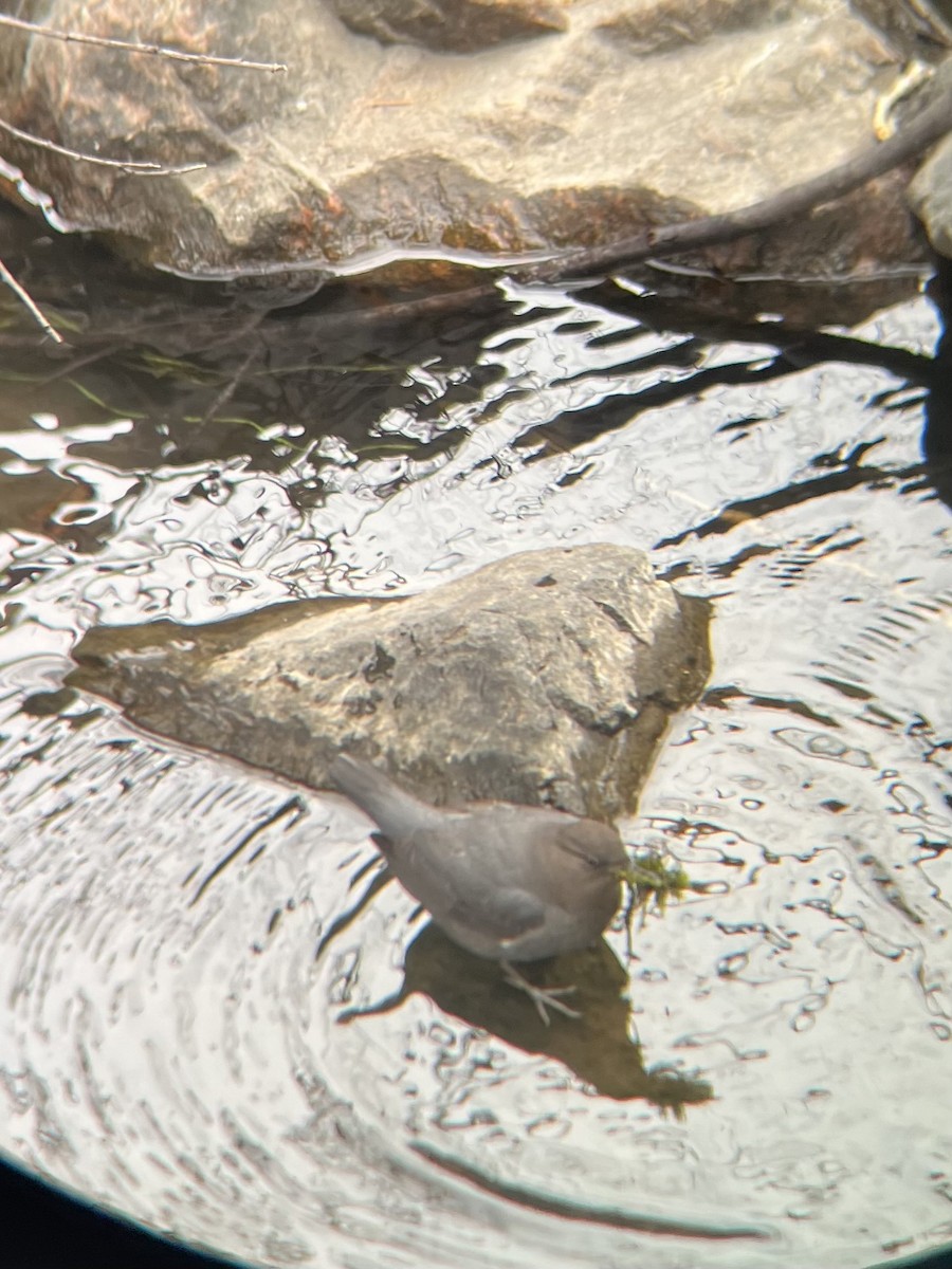 American Dipper - ML616011790