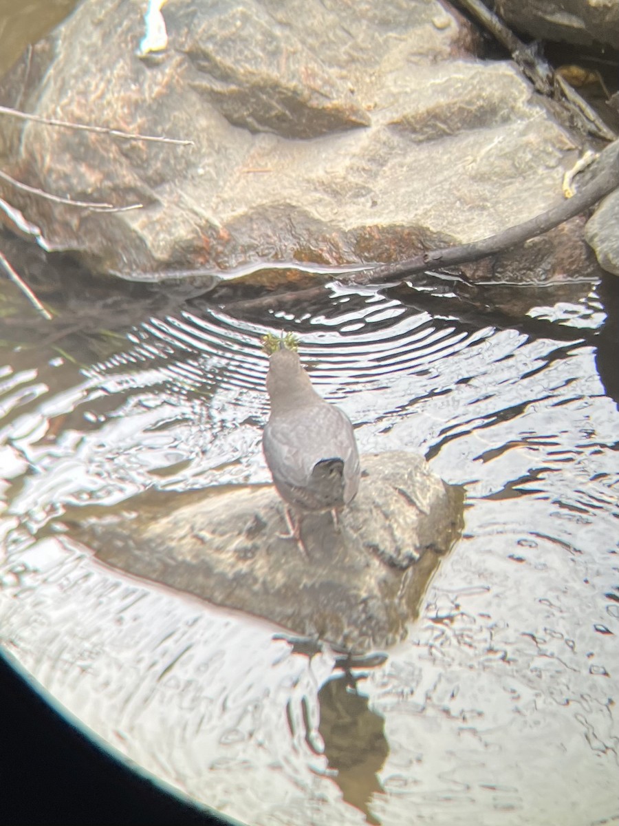 American Dipper - ML616011792