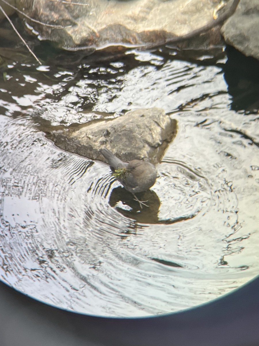 American Dipper - ML616011793