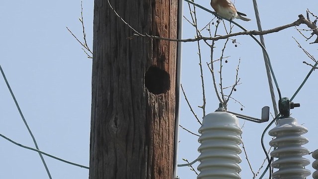 Merlebleu de l'Est - ML616011877