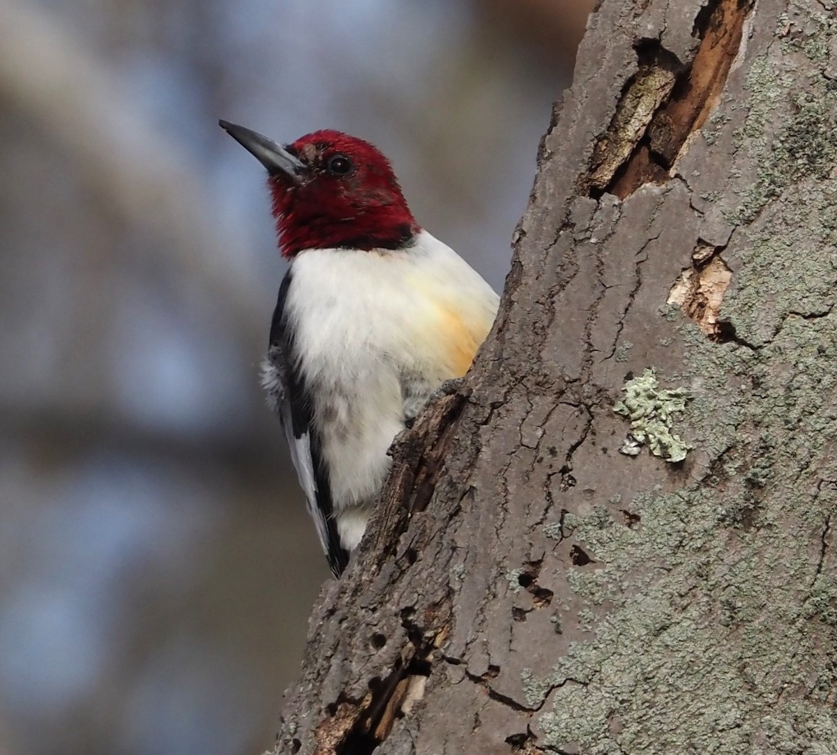 Red-headed Woodpecker - ML616011885