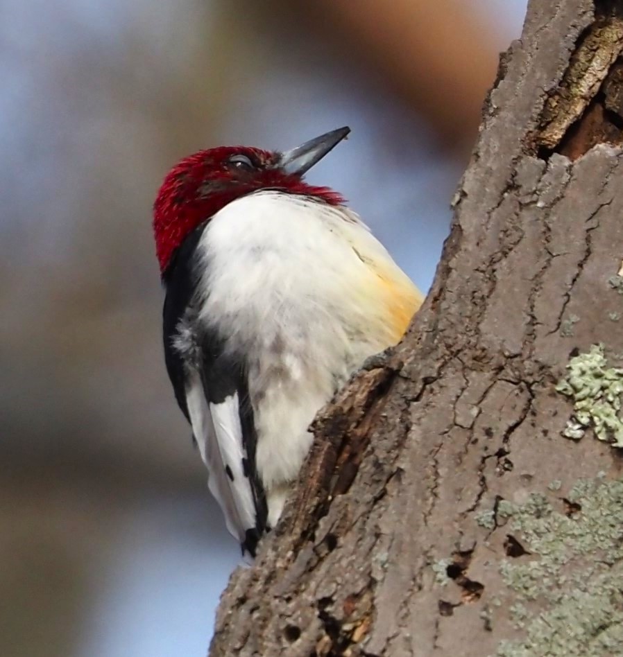 Red-headed Woodpecker - ML616011886