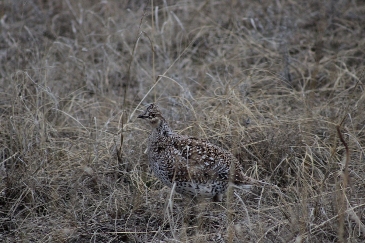 Sharp-tailed Grouse - ML616011928
