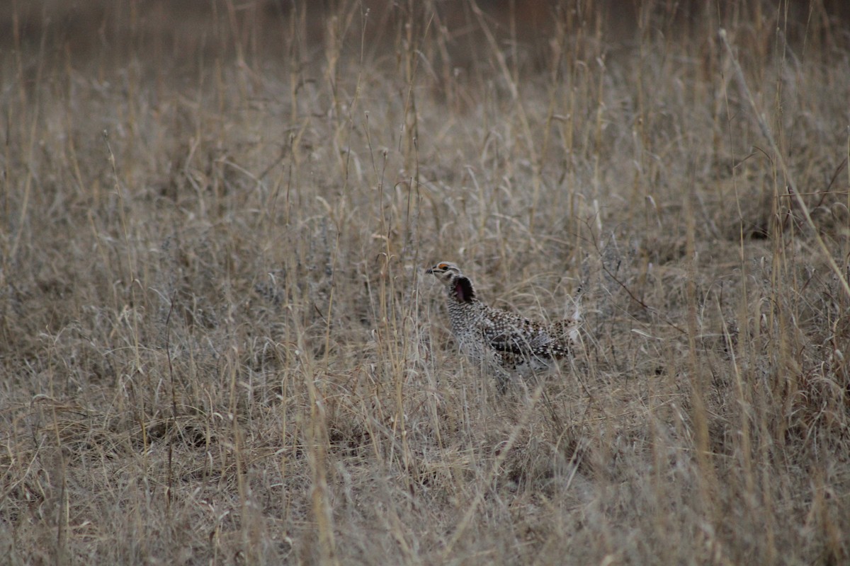 Sharp-tailed Grouse - ML616011932