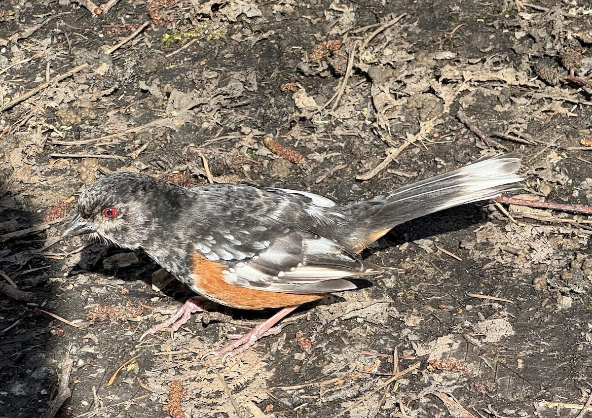 Spotted Towhee - ML616011964