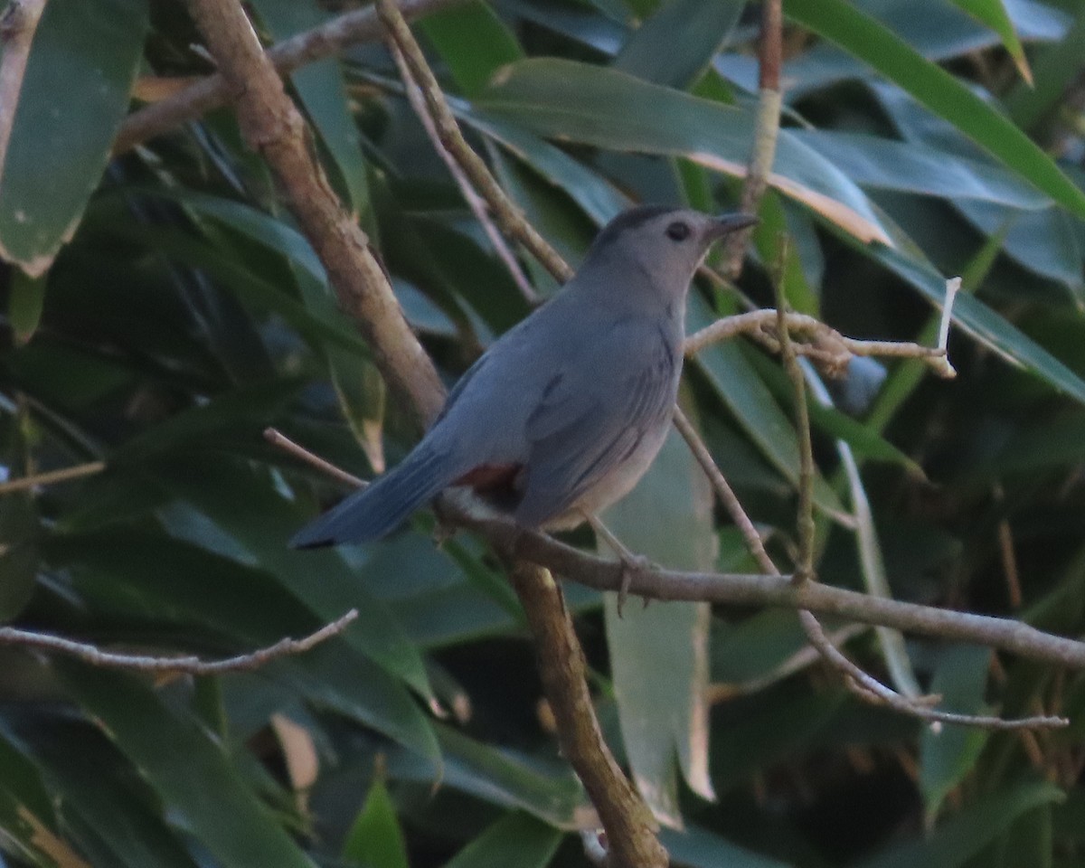 Pájaro Gato Gris - ML616011980