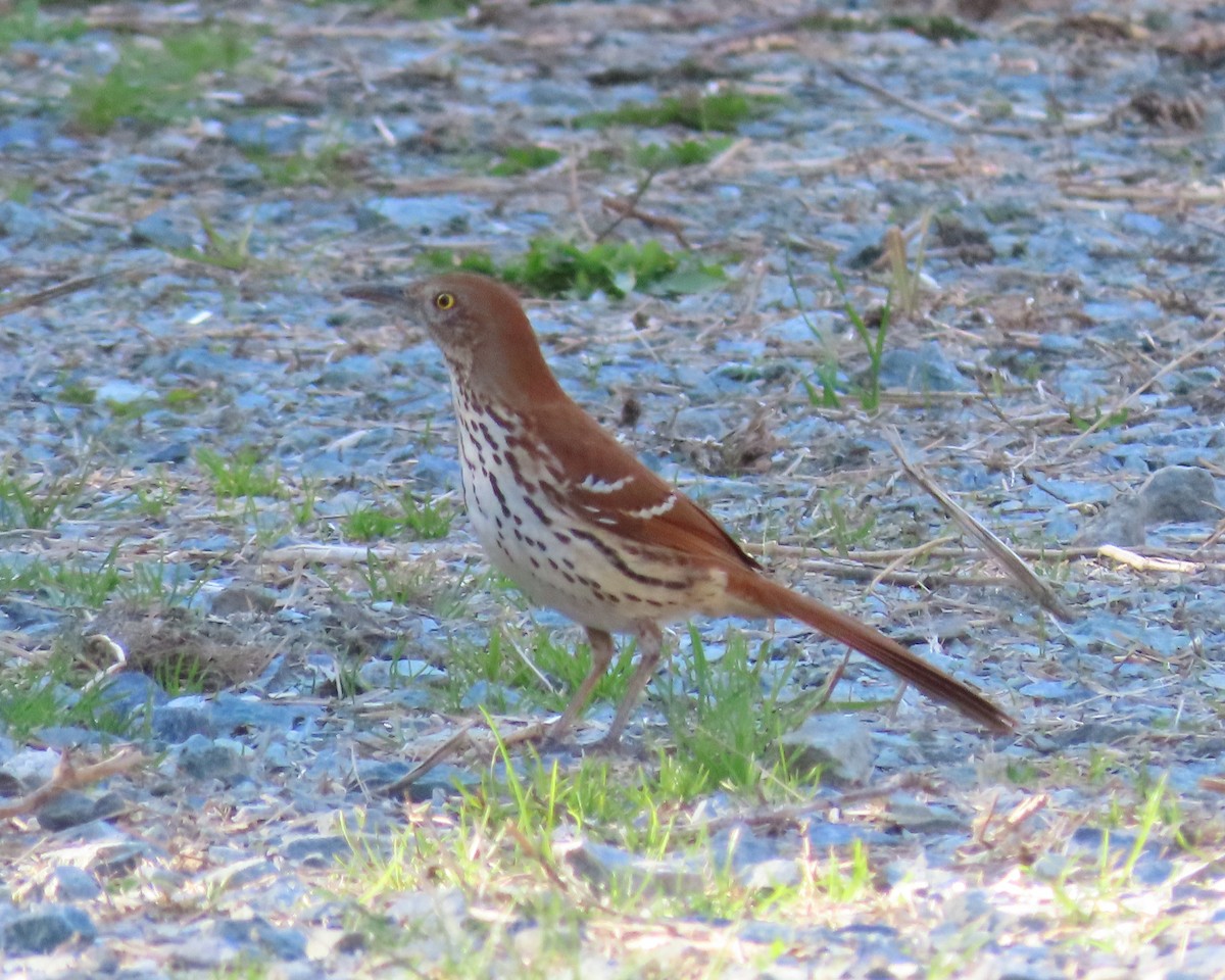 Brown Thrasher - ML616011989