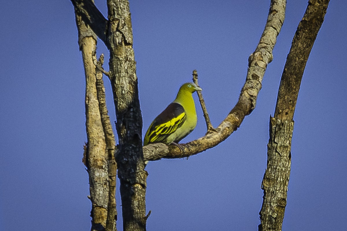 Buru Green-Pigeon - David Bishop