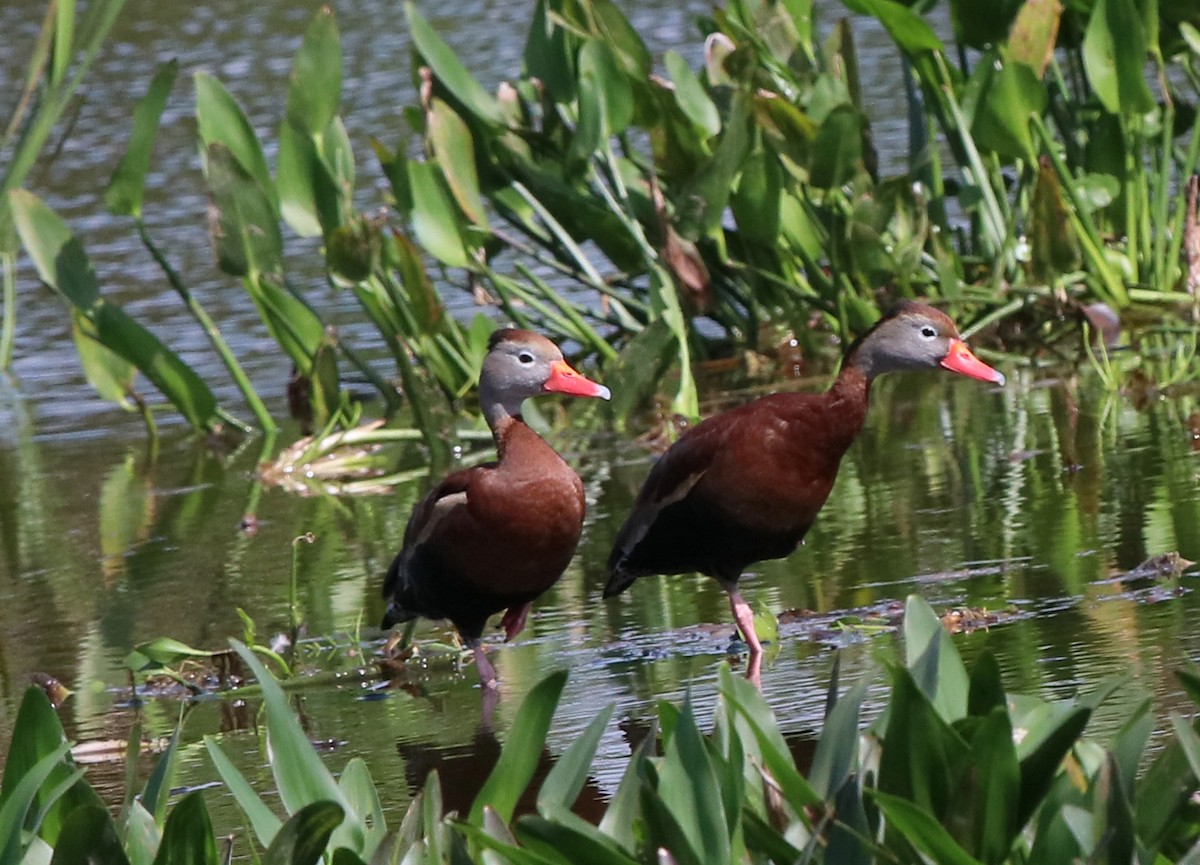 Black-bellied Whistling-Duck - Larry Sirvio