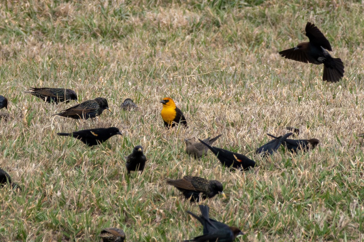 Yellow-headed Blackbird - ML616012134