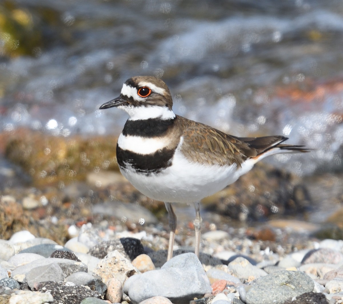 Killdeer - Margaret Hough