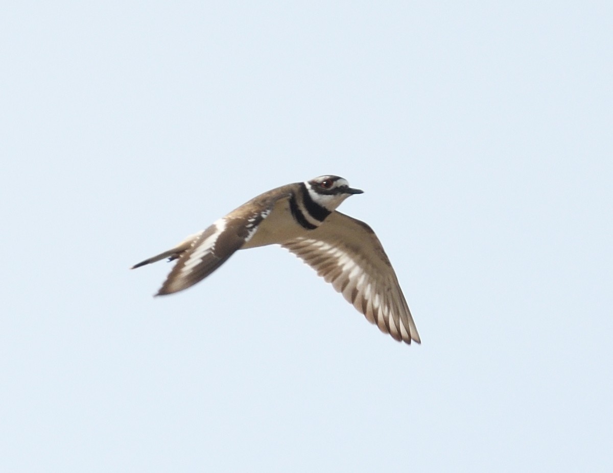 Killdeer - ML616012173