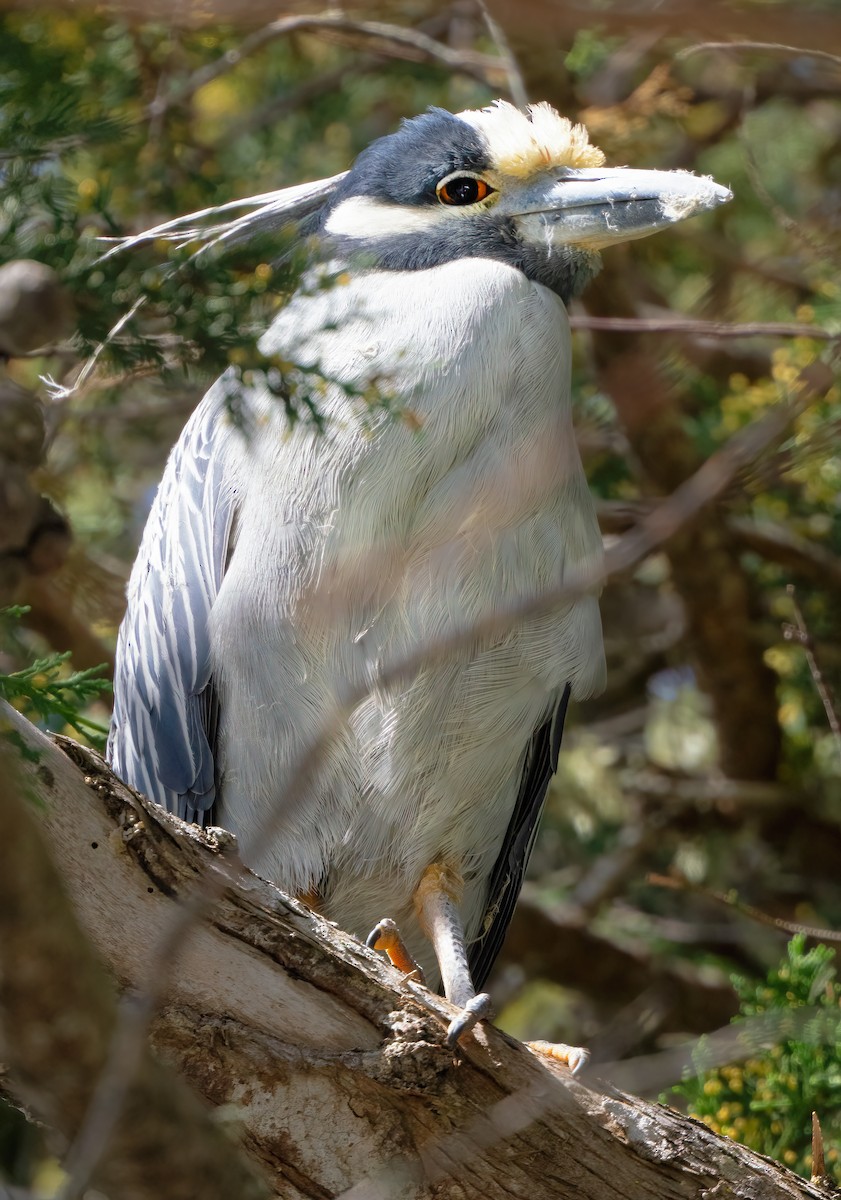 Yellow-crowned Night Heron - Mark Chappell