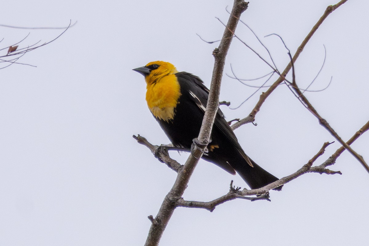 Yellow-headed Blackbird - ML616012367