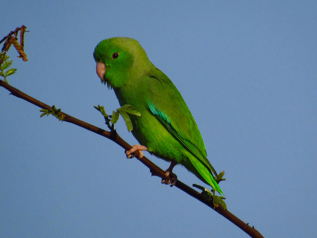 ML616012414 - Green-rumped Parrotlet - Macaulay Library