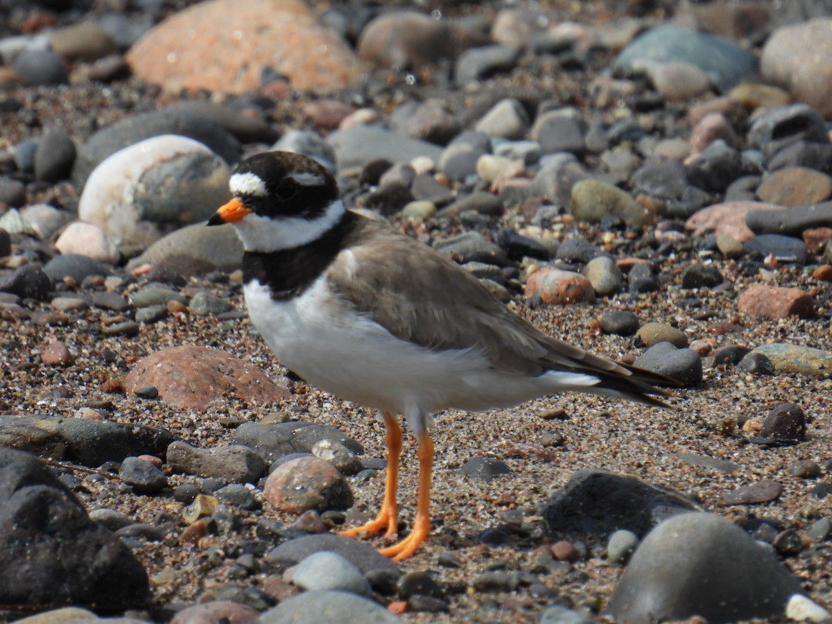 Common Ringed Plover - ML616012422