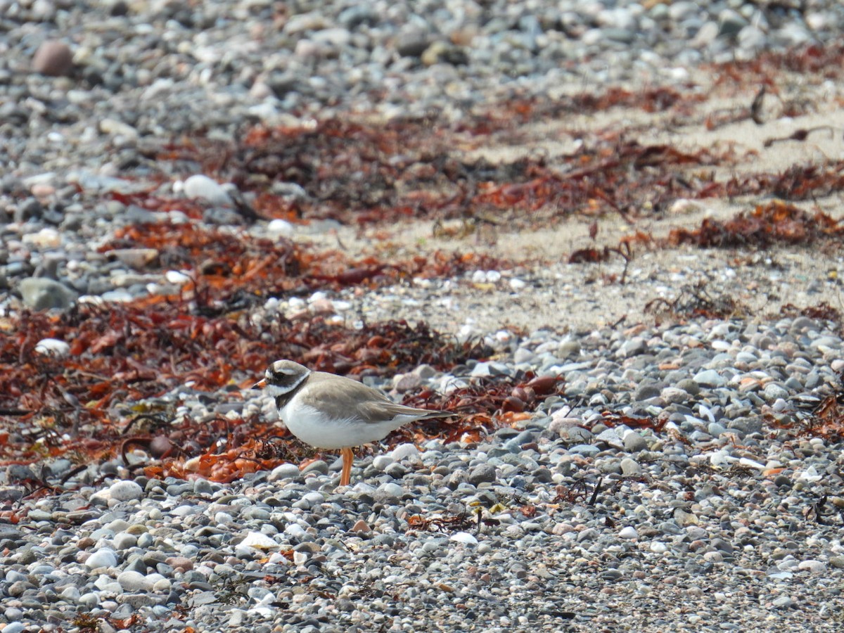 Common Ringed Plover - ML616012432