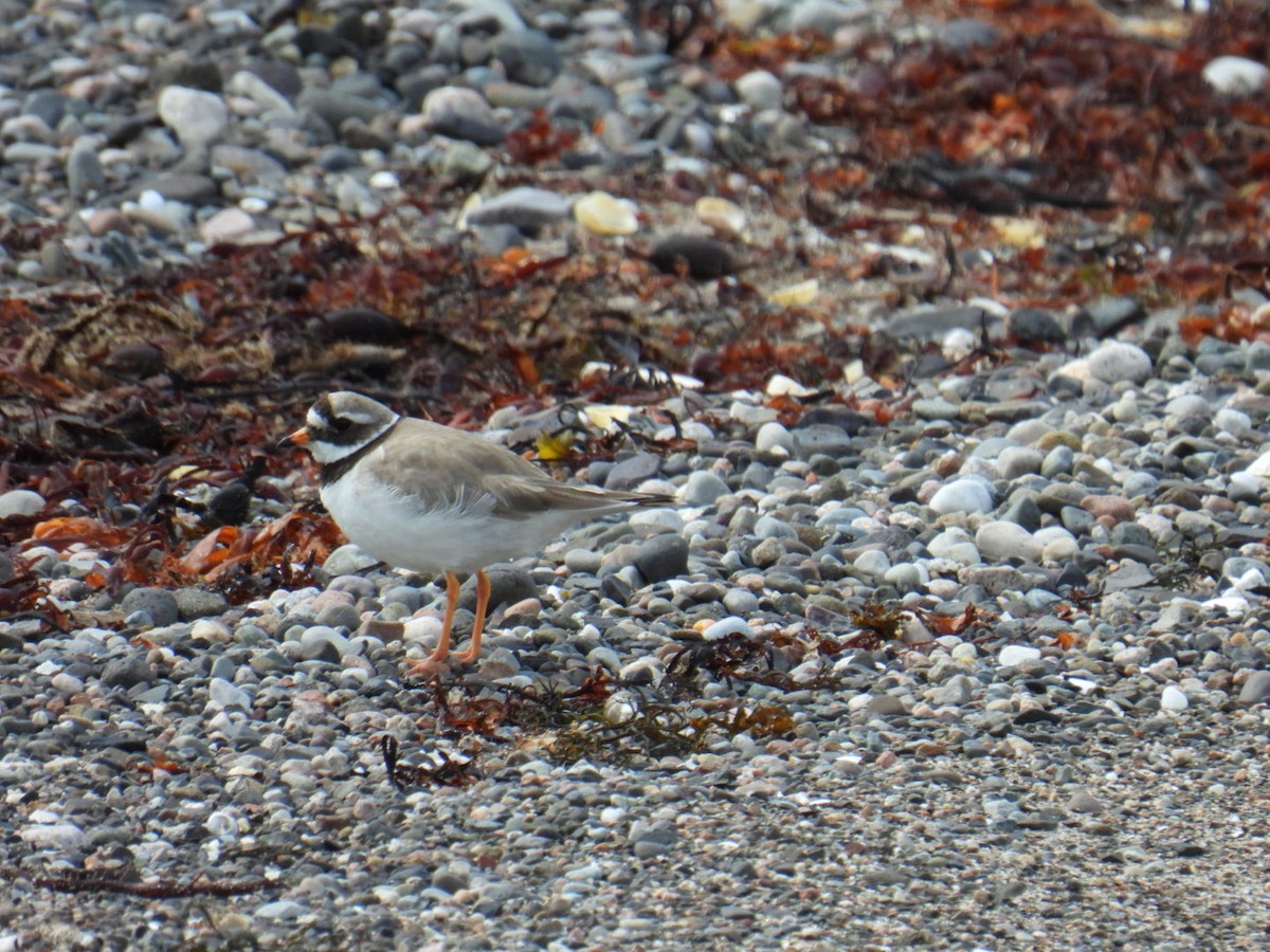 Common Ringed Plover - ML616012441