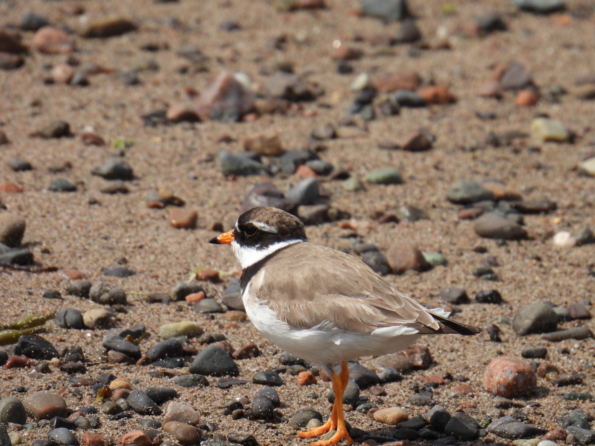 Common Ringed Plover - ML616012452