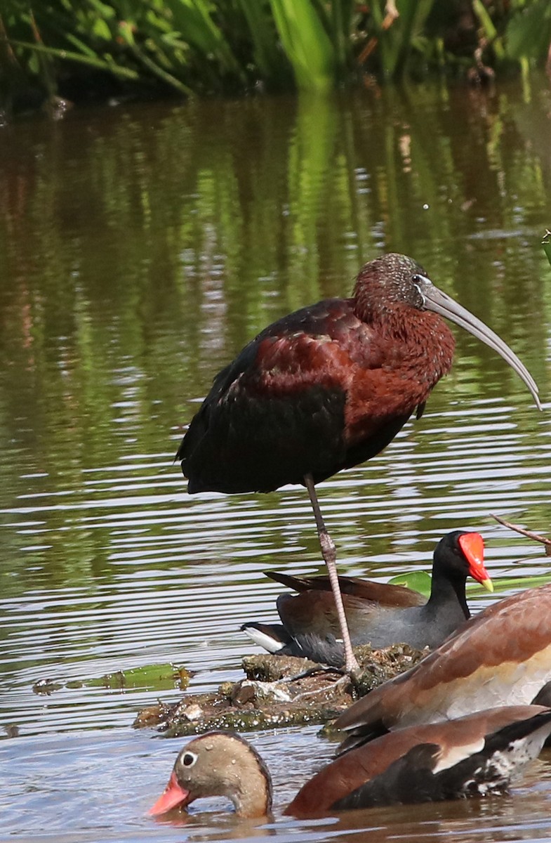 Glossy Ibis - ML616012460