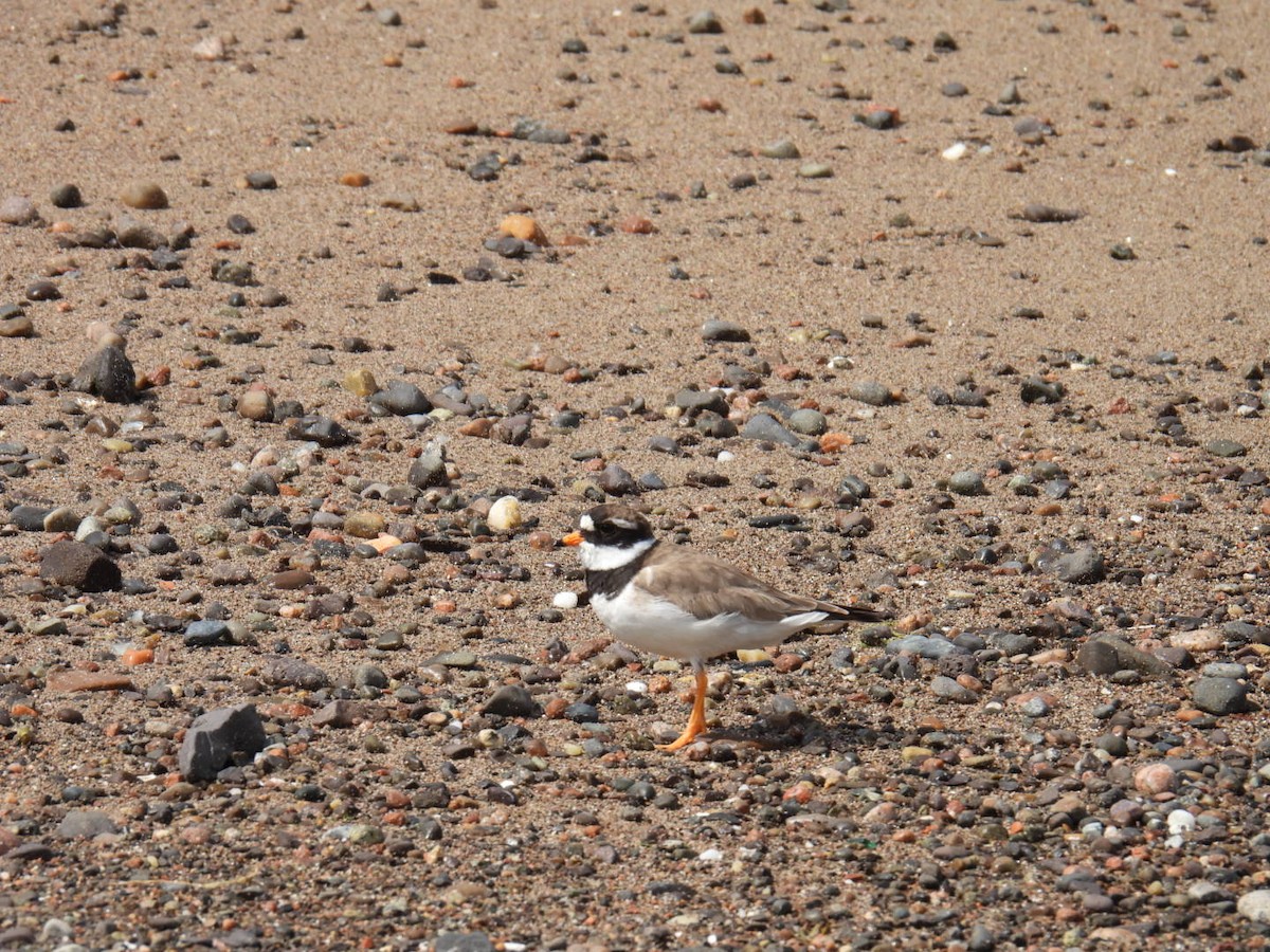 Common Ringed Plover - ML616012477