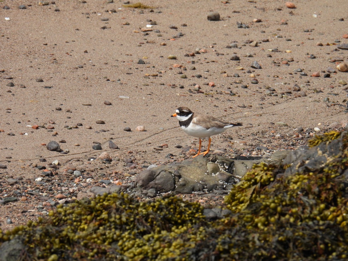 Common Ringed Plover - ML616012484