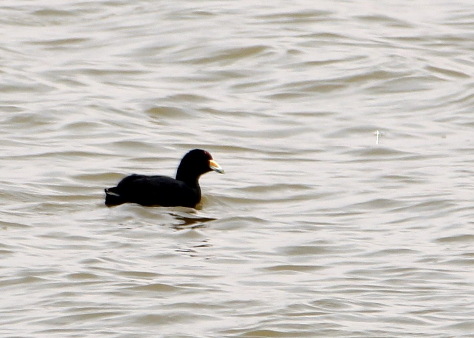 Foulque ardoisée - ML616012486