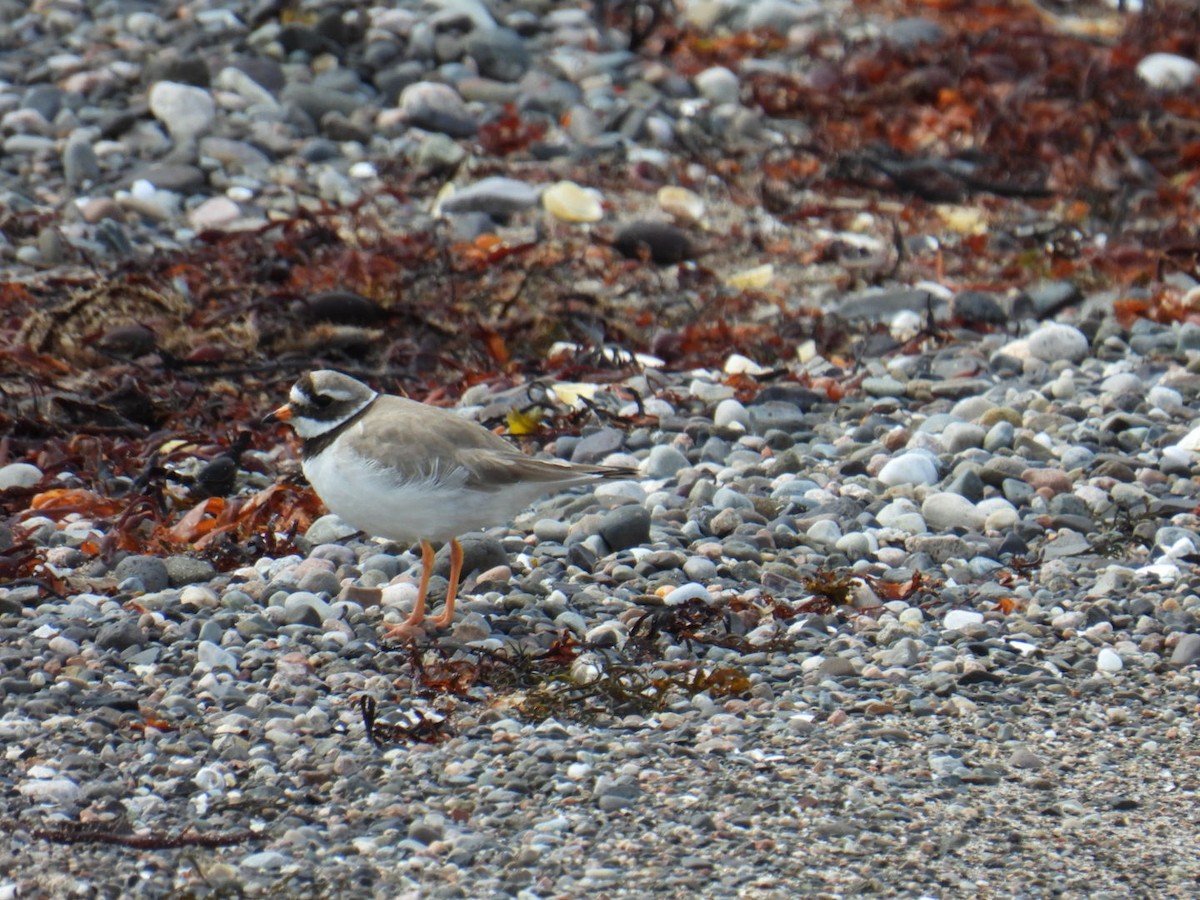 Common Ringed Plover - ML616012488