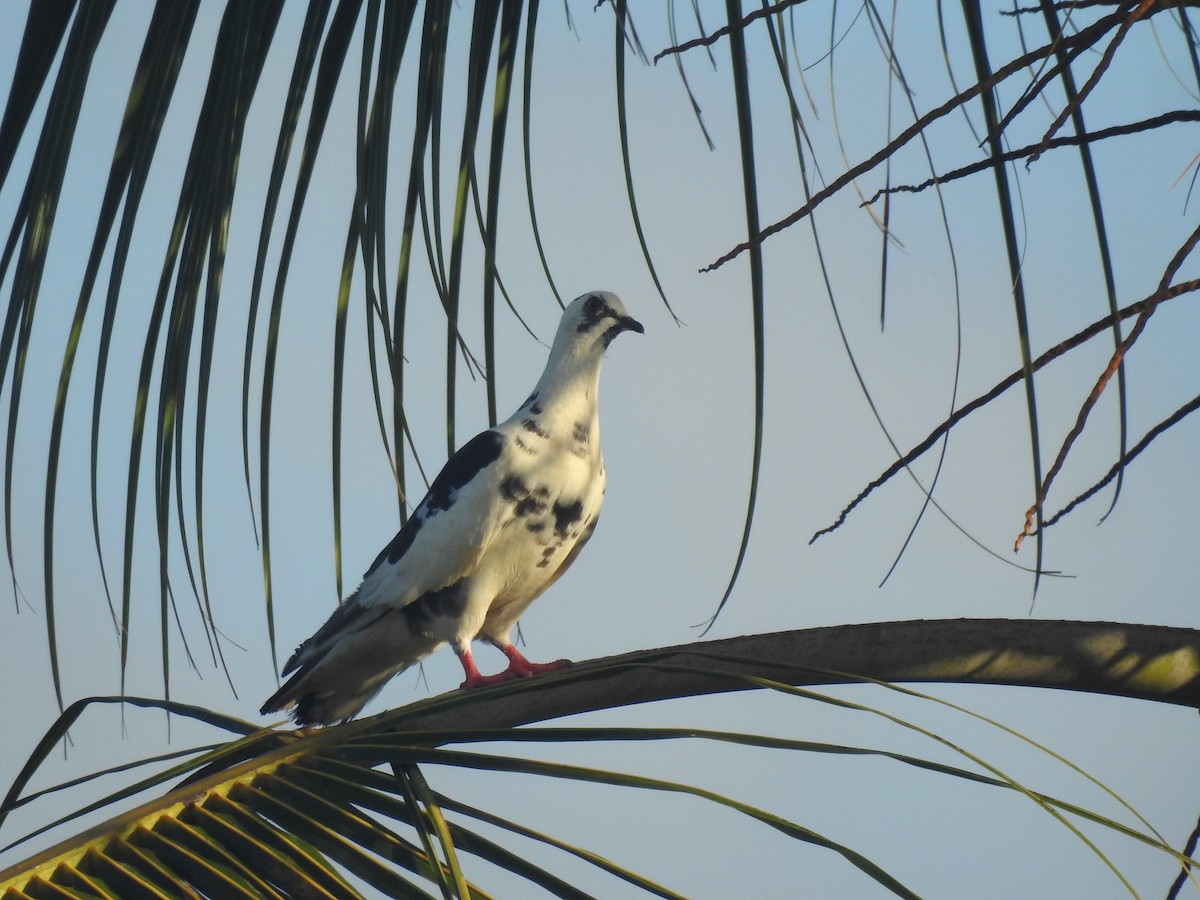 Rock Pigeon (Feral Pigeon) - ML616012489